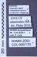 Etiketten zu Idolus adrastoides (Reitter, 1888) (NHMW-ZOO-COL-0007175)